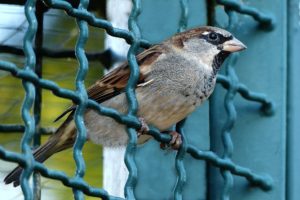 oiseau posé sur une cloture rigide