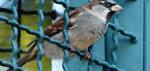 oiseau posé sur une cloture rigide