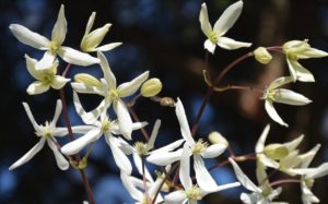 clématite en fleurs