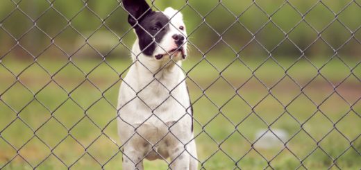 grillage pour chien