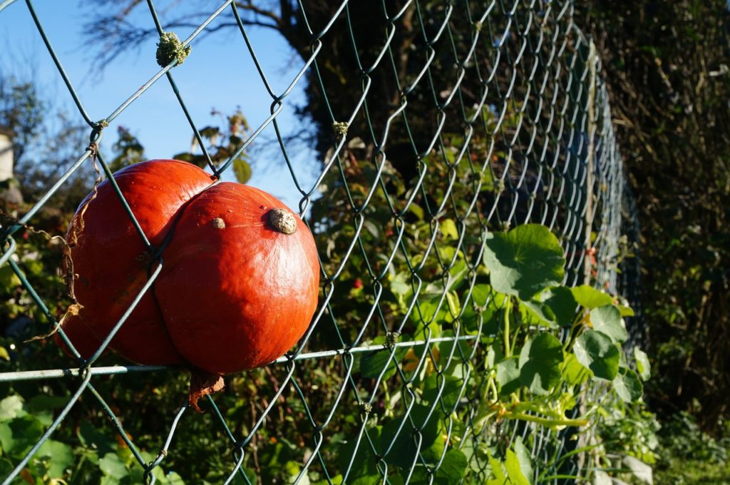 Grillage pour Jardin