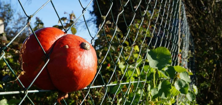 Grillage pour Jardin